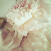 Buy canvas prints of White peonies   by Larisa Siverina