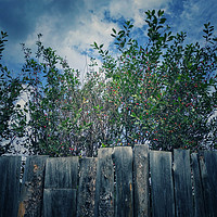 Buy canvas prints of Wood fence by Larisa Siverina