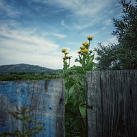 Buy canvas prints of Wood fence. Rural scene. by Larisa Siverina
