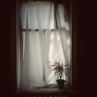 Buy canvas prints of Pot plant on window by Larisa Siverina