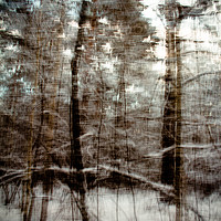 Buy canvas prints of Winter forest by Larisa Siverina