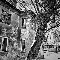 Buy canvas prints of Old tree and house by Larisa Siverina