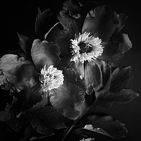 Buy canvas prints of Black peonies flowers by Larisa Siverina