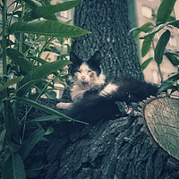 Buy canvas prints of Yawning cat on a tree by Larisa Siverina