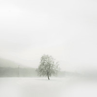 Buy canvas prints of Lonely tree by Larisa Siverina