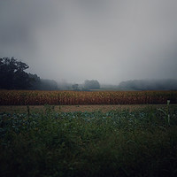 Buy canvas prints of Foggy field by Larisa Siverina