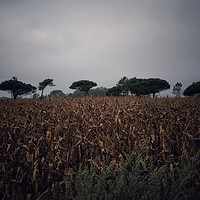 Buy canvas prints of Corn field by Larisa Siverina
