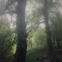 Buy canvas prints of Foggy forest by Larisa Siverina