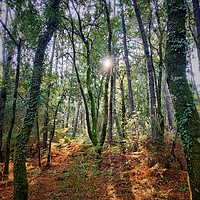 Buy canvas prints of Sunny forest by Larisa Siverina