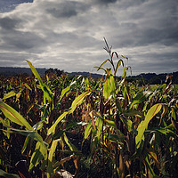 Buy canvas prints of Corn field by Larisa Siverina
