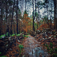 Buy canvas prints of Wet forest by Larisa Siverina