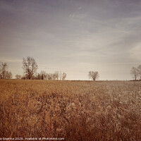 Buy canvas prints of Outdoor field by Larisa Siverina