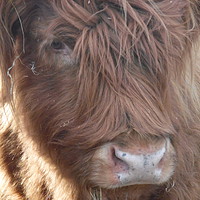 Buy canvas prints of Highland cow Farm cattle by sharon rice