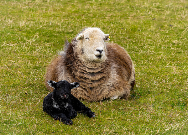 Herdwick Sheep - Mother And Lamb. Picture Board by Colin Allen