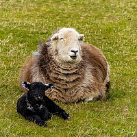 Buy canvas prints of Herdwick Sheep - Mother And Lamb. by Colin Allen