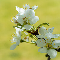 Buy canvas prints of Blossom of the Plum Tree. by Colin Allen