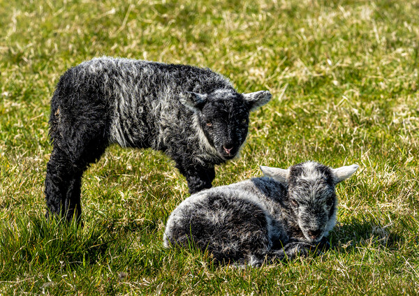 Herdwick Sheep - Twin Lambs. Picture Board by Colin Allen