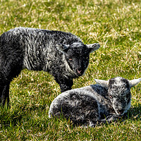 Buy canvas prints of Herdwick Sheep - Twin Lambs. by Colin Allen