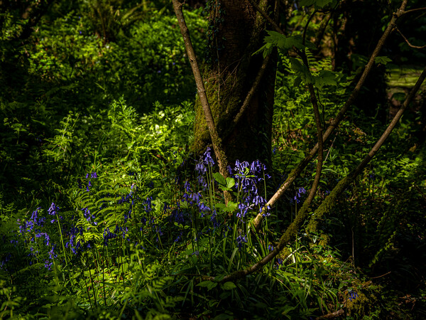 Bluebells in the Forest. Picture Board by Colin Allen