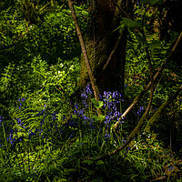 Buy canvas prints of Bluebells in the Forest. by Colin Allen