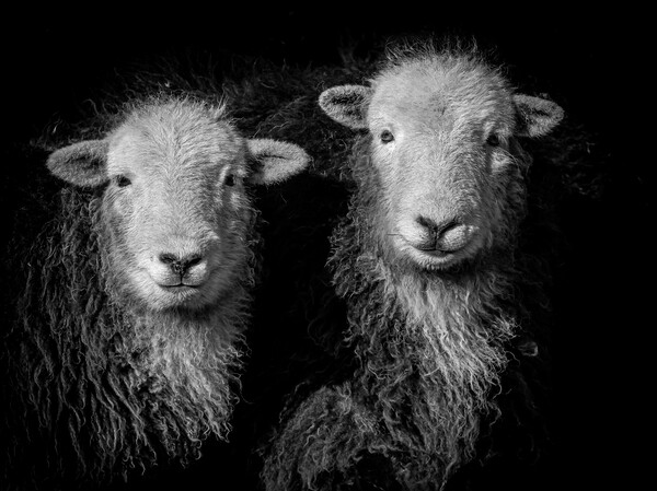 Herdwick Sheep -Monochrome. Picture Board by Colin Allen