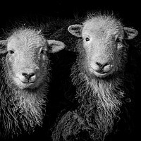 Buy canvas prints of Herdwick Sheep -Monochrome. by Colin Allen