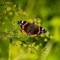 Buy canvas prints of Red Admiral Butterfly. by Colin Allen