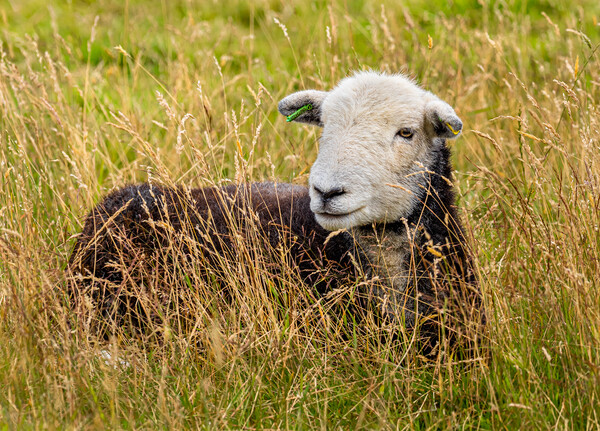 Herdwick Sheep. Picture Board by Colin Allen