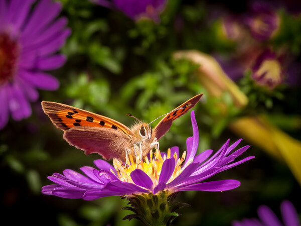 Small Copper Butterfly Picture Board by Colin Allen