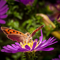 Buy canvas prints of Small Copper Butterfly by Colin Allen