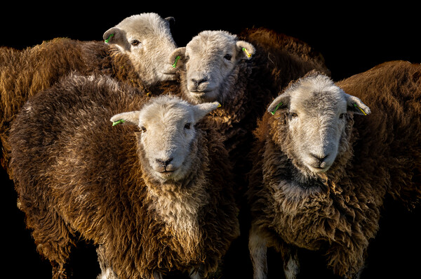 Herdwick Sheep Picture Board by Colin Allen