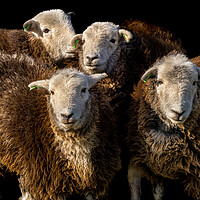 Buy canvas prints of Herdwick Sheep by Colin Allen