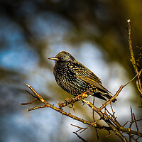 Buy canvas prints of Starling. by Colin Allen