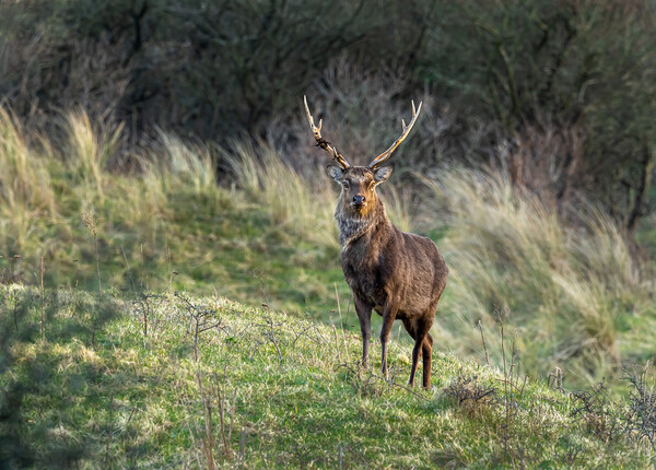 Sika Deer Stag. Picture Board by Colin Allen