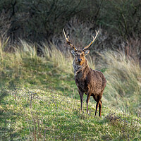 Buy canvas prints of Sika Deer Stag. by Colin Allen
