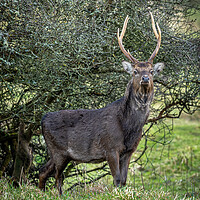 Buy canvas prints of The Majestic Sika Stag by Colin Allen
