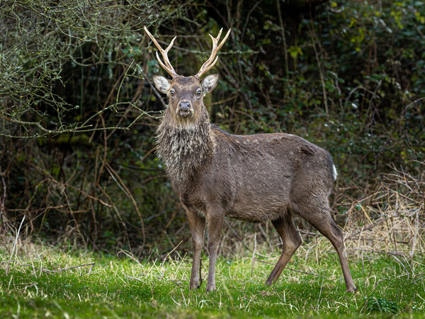 Sika Deer Stag. Picture Board by Colin Allen