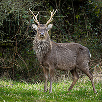 Buy canvas prints of Sika Deer Stag. by Colin Allen
