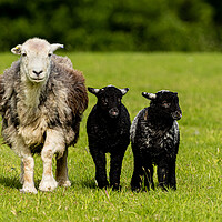 Buy canvas prints of Heartmelting Love of Herdwick Sheep by Colin Allen