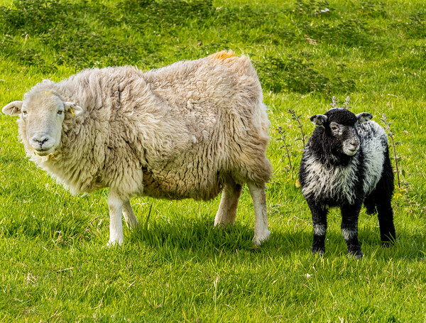 Herdwick Sheep - Mother and Lamb. Picture Board by Colin Allen