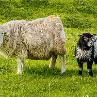 Buy canvas prints of Herdwick Sheep - Mother and Lamb. by Colin Allen
