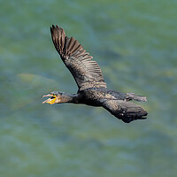 Buy canvas prints of Graceful Flight of the Black Cormorant by Colin Allen