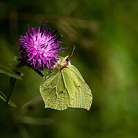 Buy canvas prints of Brimstone Buttefly by Colin Allen