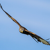 Buy canvas prints of Red Kite in Flight. by Colin Allen