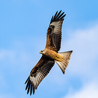 Buy canvas prints of Red Kite in Flight. by Colin Allen