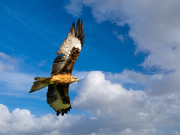 Majestic Red Kite Soaring through the Skies Picture Board by Colin Allen