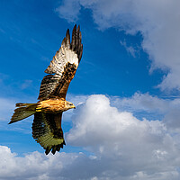 Buy canvas prints of Majestic Red Kite Soaring through the Skies by Colin Allen