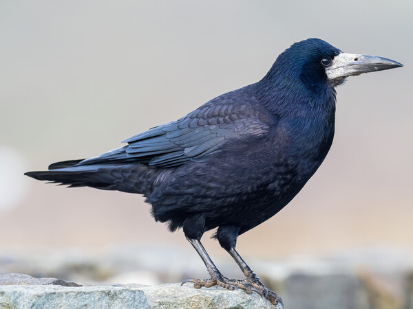 The Rook at Newgale on Coastal Wall. Picture Board by Colin Allen