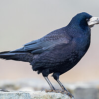 Buy canvas prints of The Rook at Newgale on Coastal Wall. by Colin Allen
