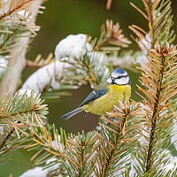 Buy canvas prints of Winter Wonderland A Colourful Blue Tit in the Snow by Colin Allen